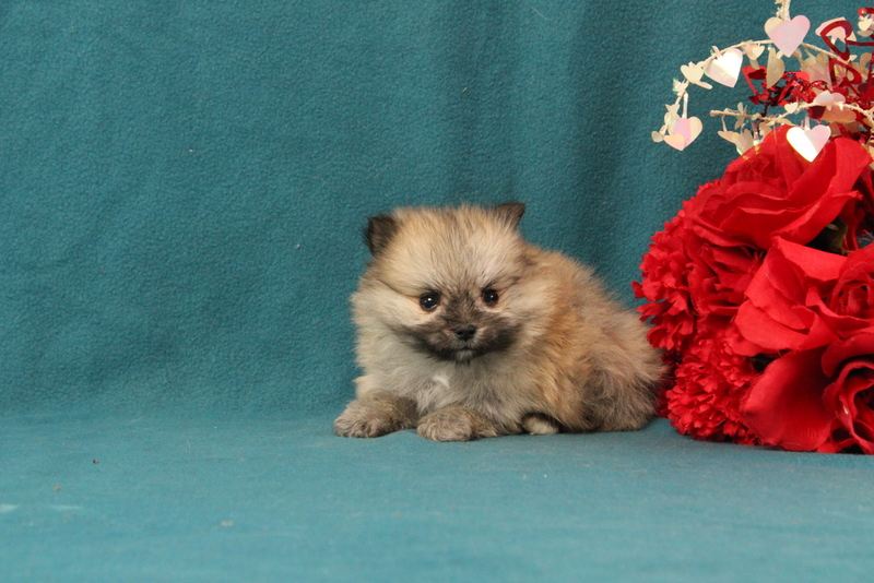 puppy, for, sale, Pomeranian, Matthew B. Stoltzfus, dog, breeder, Gap, PA, dog-breeder, puppy-for-sale, forsale, nearby, find, puppyfind, locator, puppylocator, aca